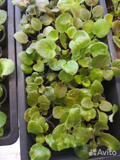 Наборы деток сортовых фиалок. 10шт+ 2 в подарок