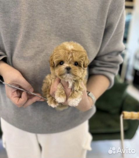 Продам micro мальтипу