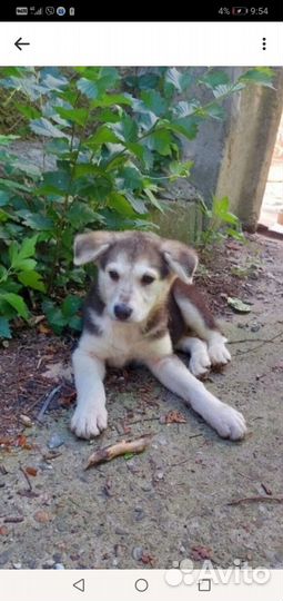 Щенки в дар