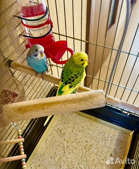 Волнистый попугай