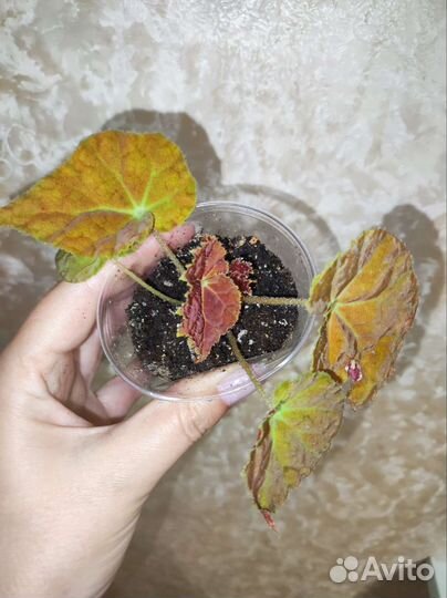 Бегония Аутум Эмбер