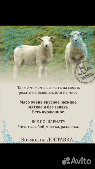 Бараны и овцы на курбан