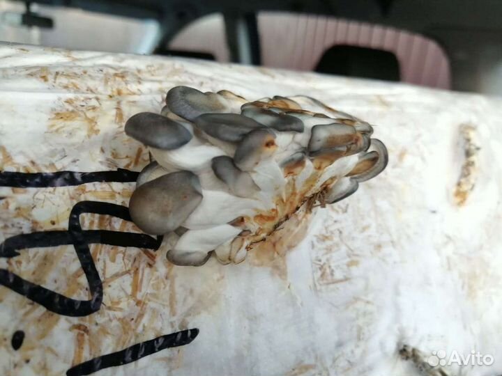 Грибные блоки для выращивания вешенки