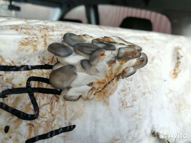 Грибные блоки для выращивания вешенки