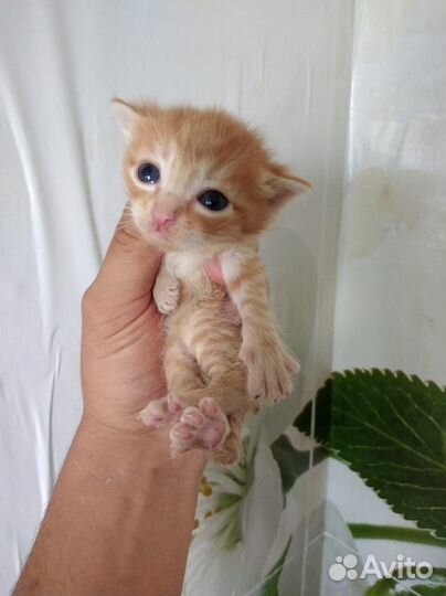 Котята,три мальчика,одна девочка