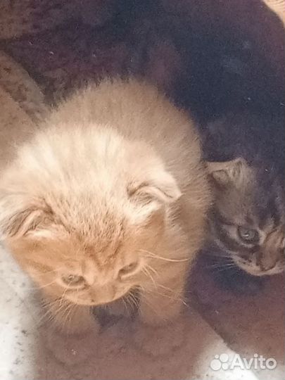 Котята в добрые руки бесплатно мальчик и девочка