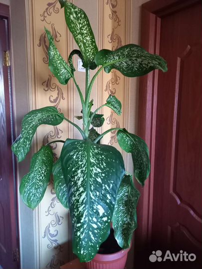 Диффенбахия