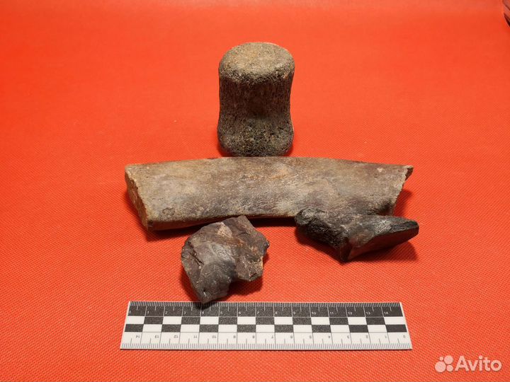 Окаменелые фрагменты скелета ископаемого кита