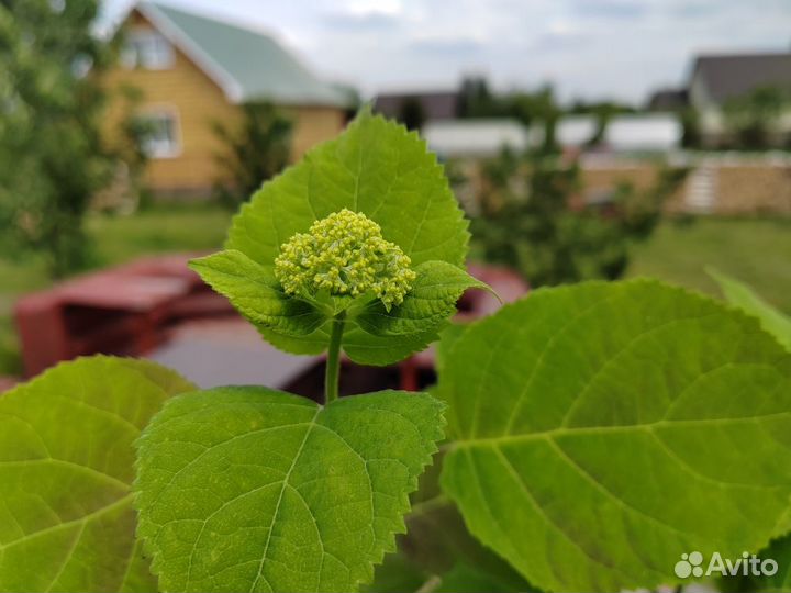 Гортензия древовидная анабель