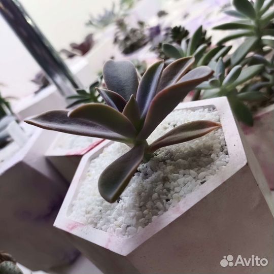 Мраморная крошка для присыпки растений