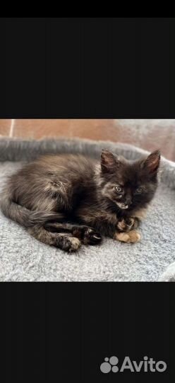 Кошечка ищет дом