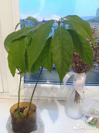 Саженцы авокадо