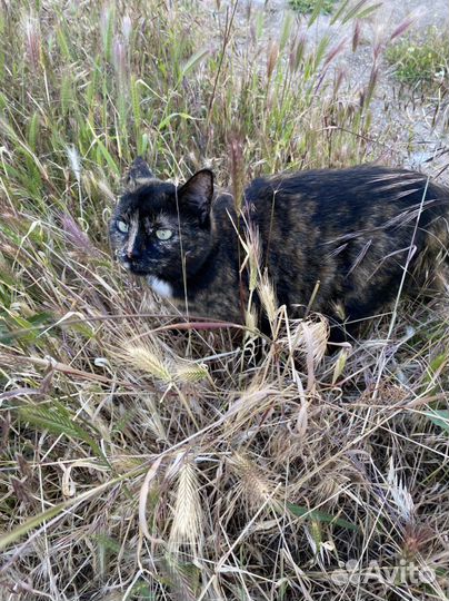 Трехцветная кошка