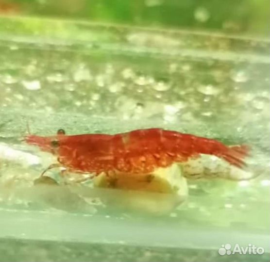 Аквариумные жители (криветки )