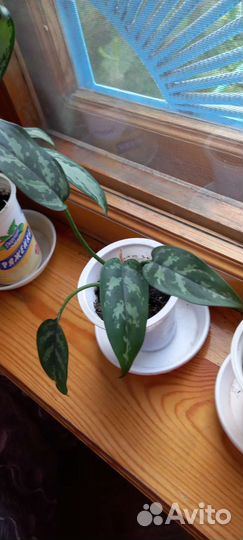 Комнатные цветы