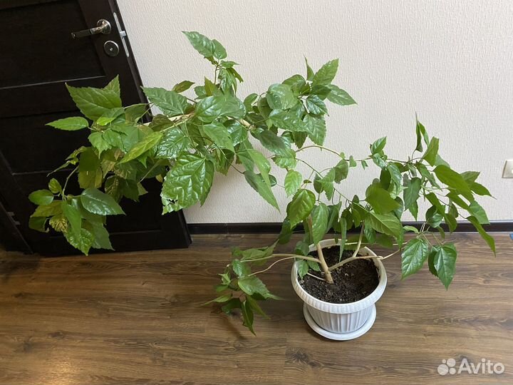 Гибискус китайская роза