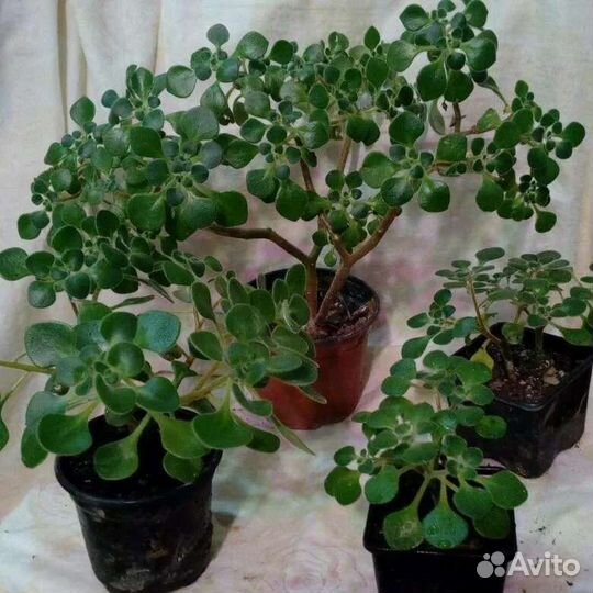 Аихризон дерево любви