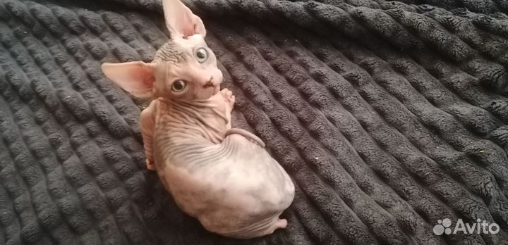 Привитые котята сфинкс, 