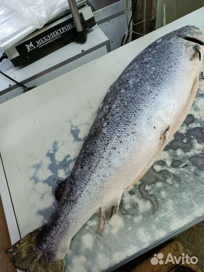 Семга 7кг, рыба, морепродукты, икра