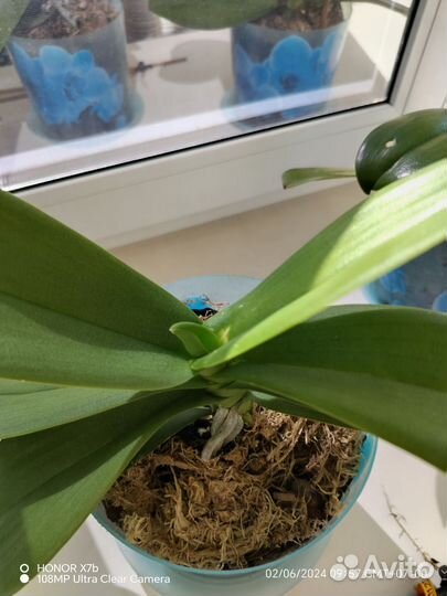 Орхидея фаленопсис