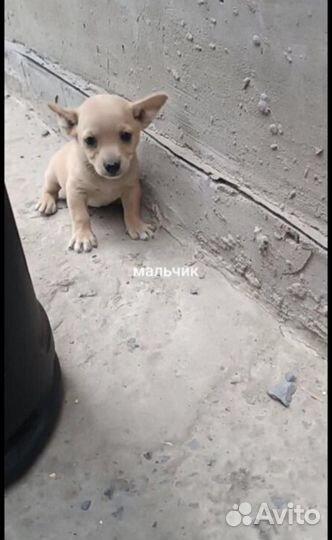 Собака в добрые руки щенок маленькая порода
