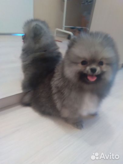 Померанский шпиц медвежьего типа