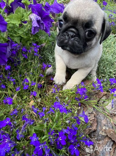 Щенки Мопса,3 мальчика и 2 девочки