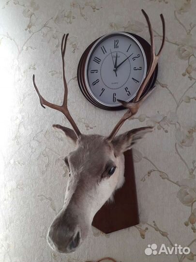 Чучело голова оленя