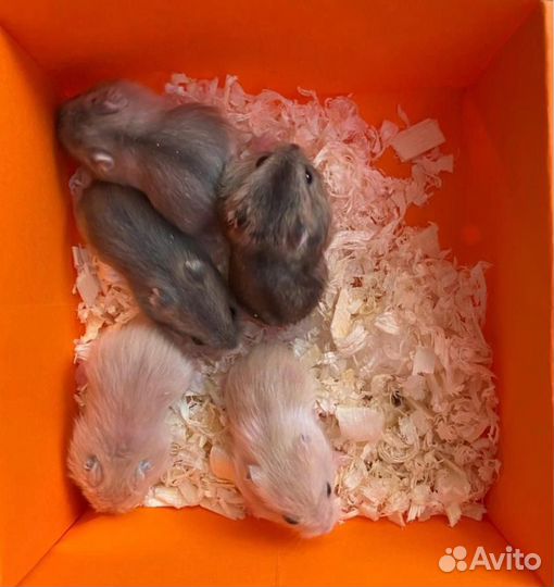 Красивущие 2-х недельные Джунгарские хомячки