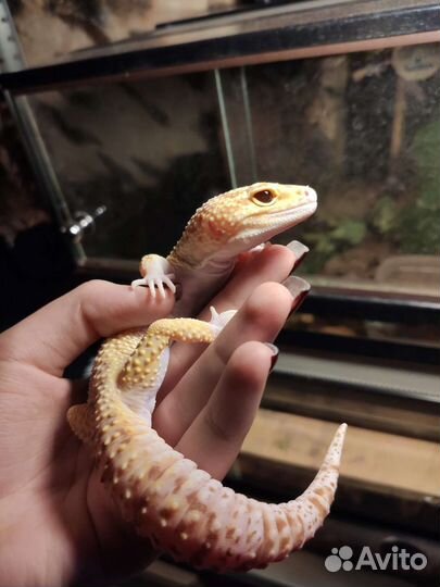 Эублефар самец