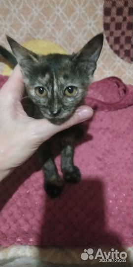 Милые котята