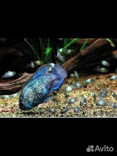 Нанокара электрик блю