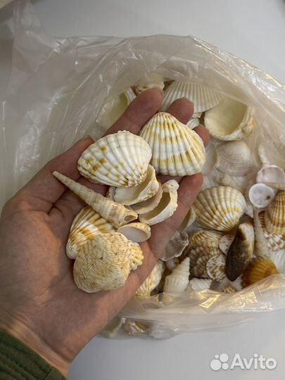 Морские ракушки