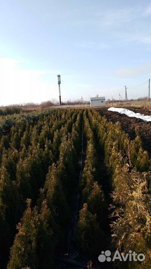 Продажа саженцев