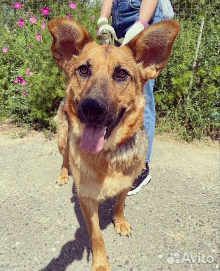 Собачка Забава