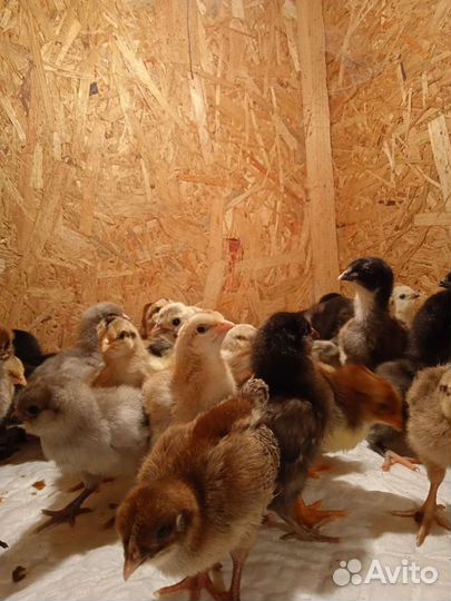 Курочки-молодки