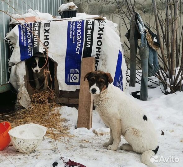 Собака в добрые руки щенок