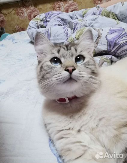Кошка в дар бесплатно