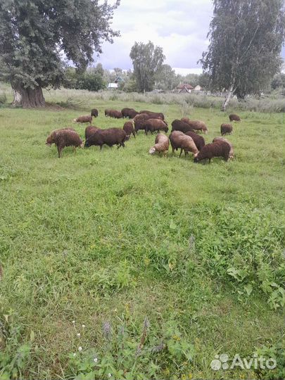 Продам овец