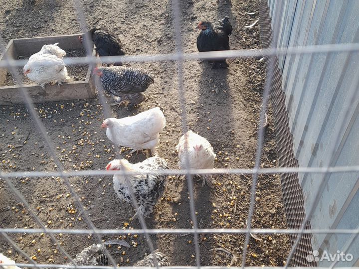 Куры молодки