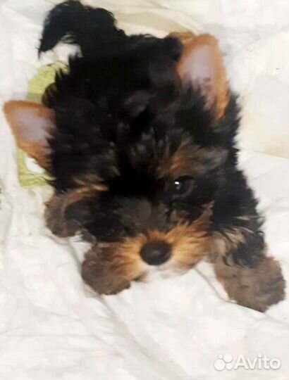 Йорик супер мини