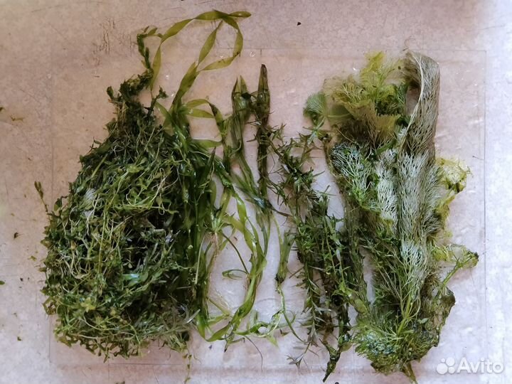 Прополка растения аквариумные