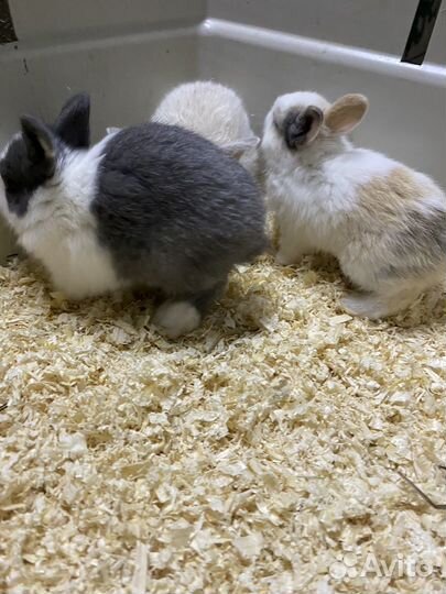 Карликовые крольчата