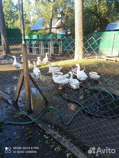 Гуси утки кролики