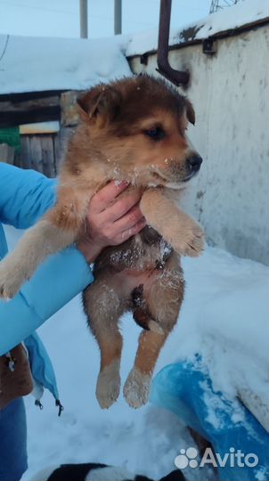 Собака в добрые руки щенок