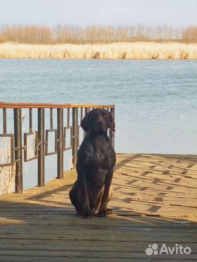 Курцхаар вязка