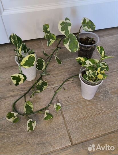 Комнатные растения лианы