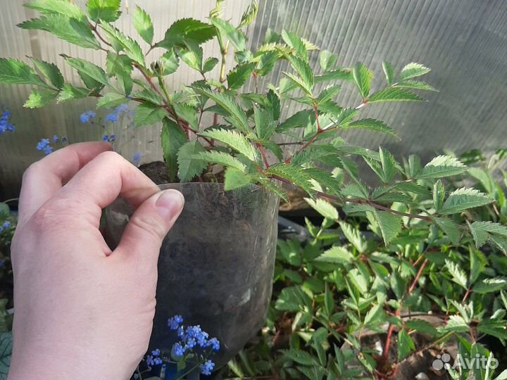 Астильба белая, розовая