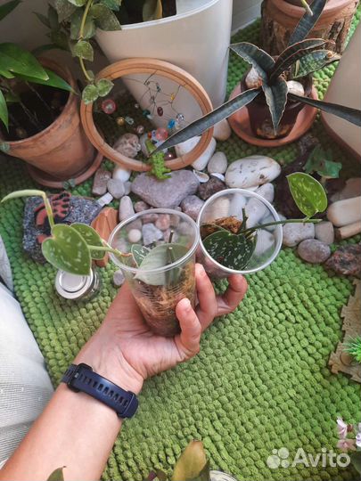 Излишки цветов сортовых растений