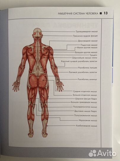 Книга анатомия силовых упражнений